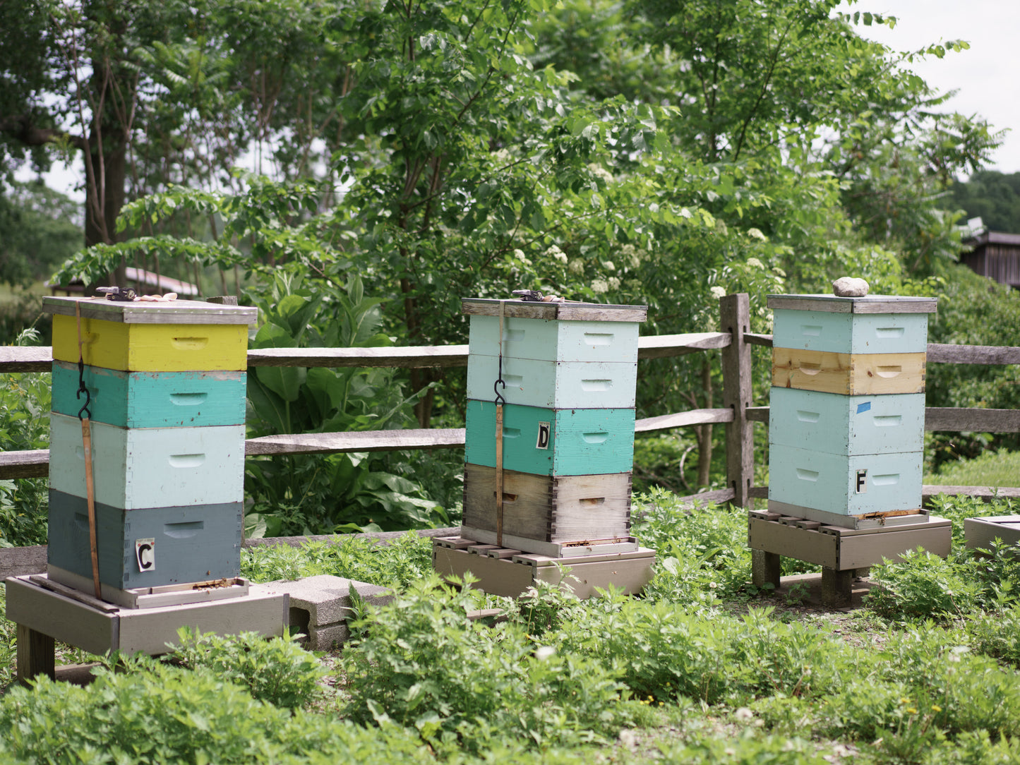 2025 Spring Gala | Apiary Ticket
